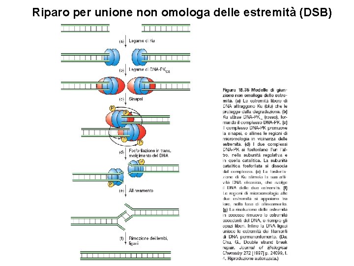 Riparo per unione non omologa delle estremità (DSB) 