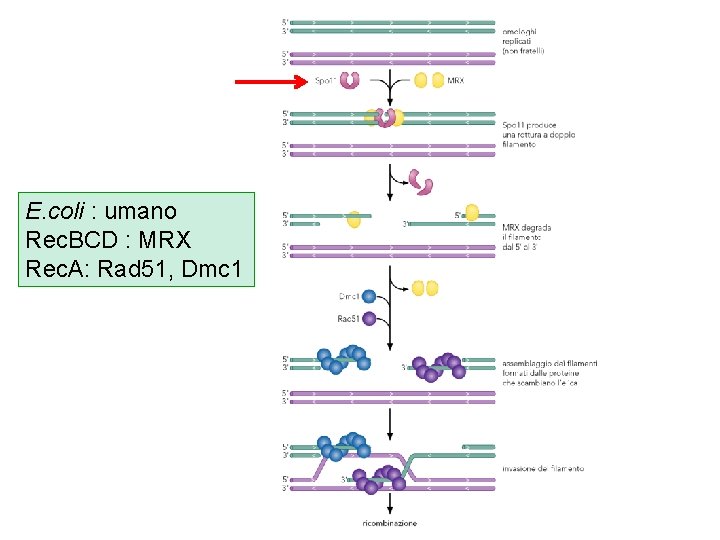 E. coli : umano Rec. BCD : MRX Rec. A: Rad 51, Dmc 1