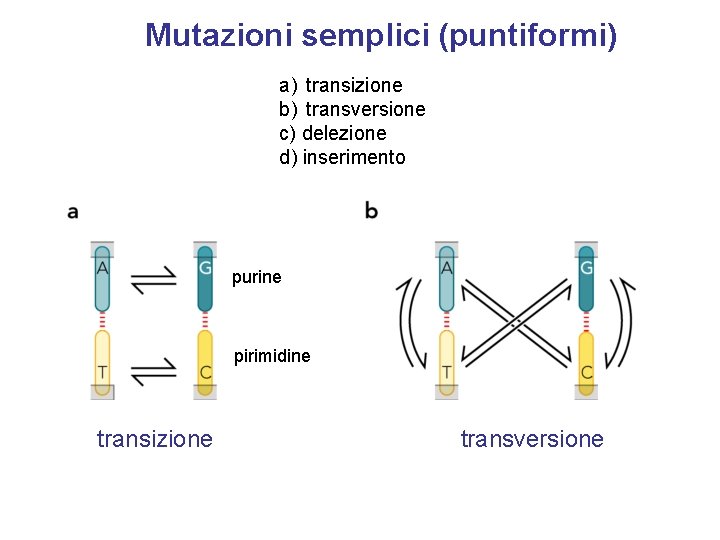 Mutazioni semplici (puntiformi) a) transizione b) transversione c) delezione d) inserimento purine pirimidine transizione