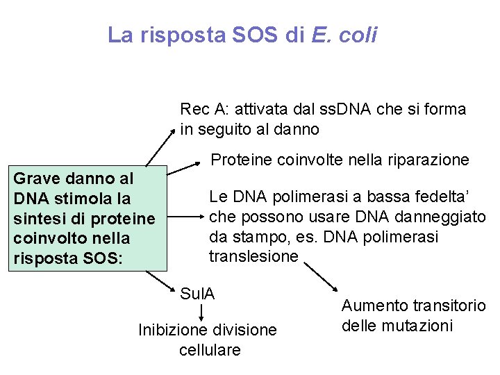 La risposta SOS di E. coli Rec A: attivata dal ss. DNA che si