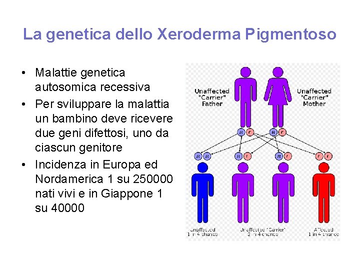 La genetica dello Xeroderma Pigmentoso • Malattie genetica autosomica recessiva • Per sviluppare la