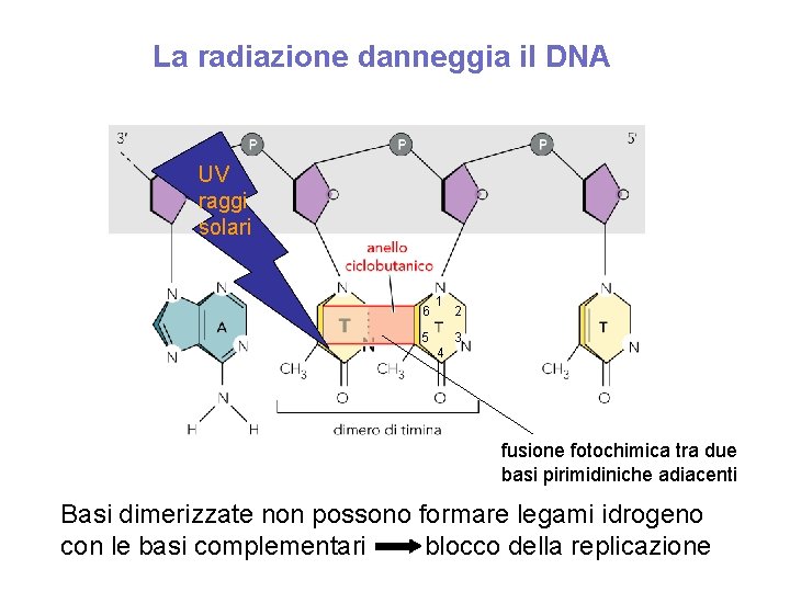 La radiazione danneggia il DNA UV raggi solari 6 1 2 3 5 4