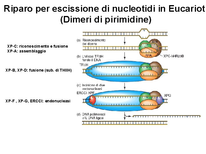 Riparo per escissione di nucleotidi in Eucarioti (Dimeri di pirimidine) XP-C: riconoscimento e fusione