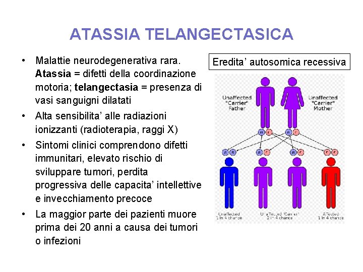 ATASSIA TELANGECTASICA • Malattie neurodegenerativa rara. Eredita’ autosomica recessiva Atassia = difetti della coordinazione