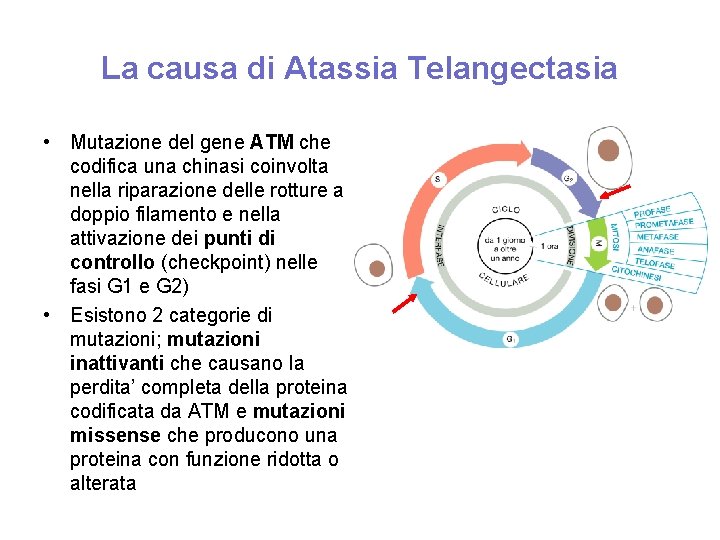 La causa di Atassia Telangectasia • Mutazione del gene ATM che codifica una chinasi