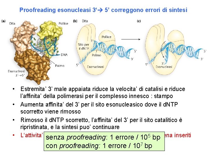 Proofreading esonucleasi 3‘ 5’ correggono errori di sintesi • Estremita’ 3’ male appaiata riduce