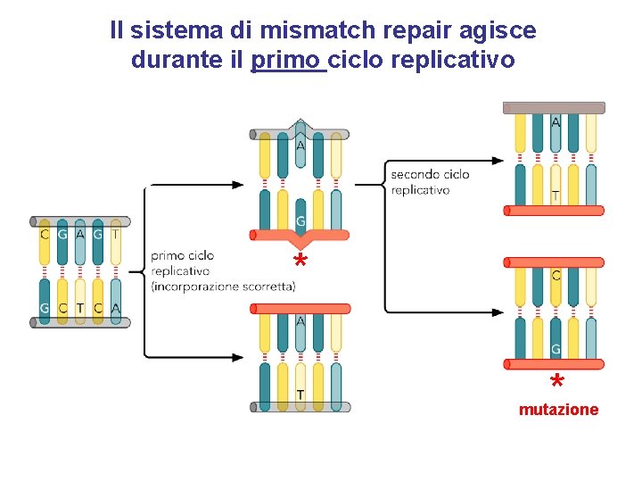 Il sistema di mismatch repair agisce durante il primo ciclo replicativo * * mutazione