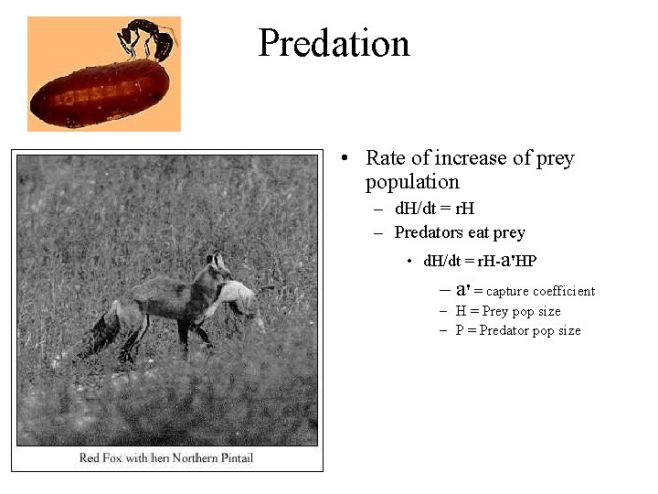 Predation • Rate of increase of prey population – d. H/dt = r. H