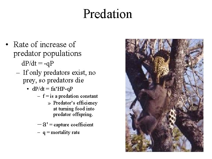 Predation • Rate of increase of predator populations d. P/dt = -q. P –