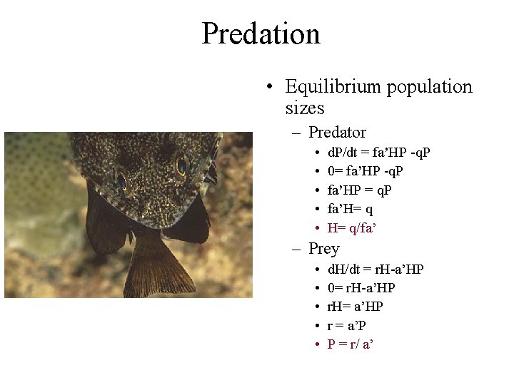 Predation • Equilibrium population sizes – Predator • • • d. P/dt = fa’HP