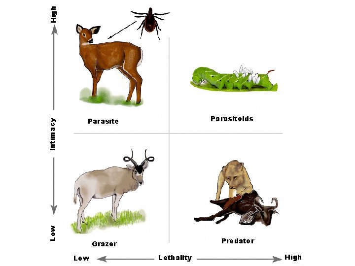 High Low Intimacy Parasitoids Parasite Predator Grazer Low Lethality High 