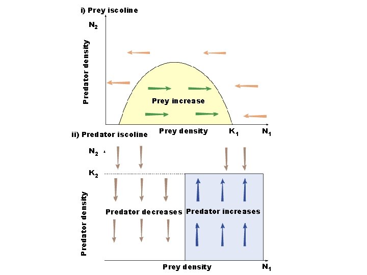 i) Prey iscoline Predator density N 2 Prey increase ii) Predator iscoline Prey density