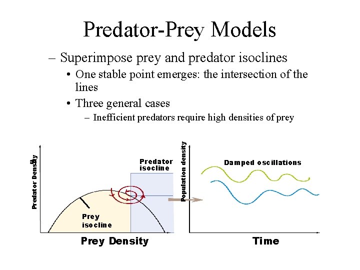 Predator-Prey Models – Superimpose prey and predator isoclines • One stable point emerges: the