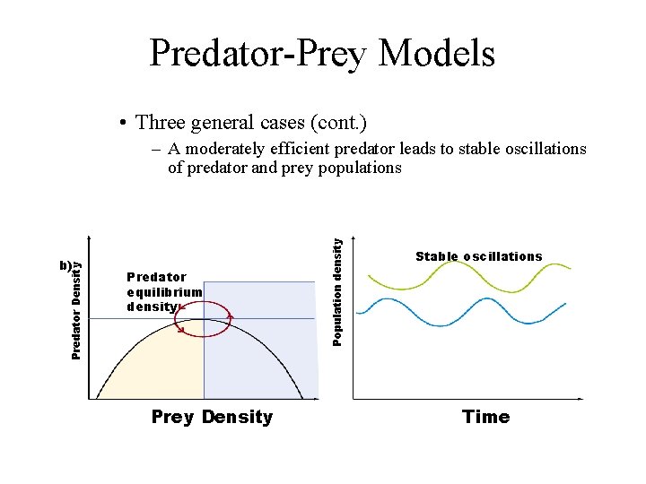 Predator-Prey Models • Three general cases (cont. ) Predator Density b) Predator equilibrium density
