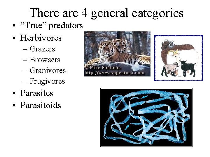 There are 4 general categories • “True” predators • Herbivores – Grazers – Browsers