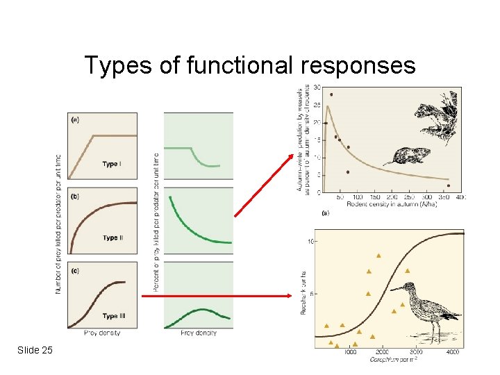 Types of functional responses Slide 25 