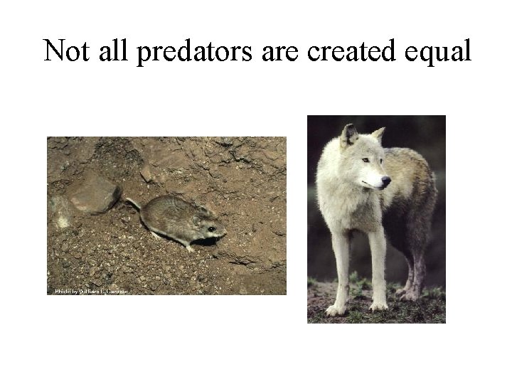 Not all predators are created equal 