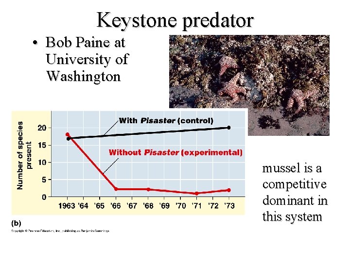 Keystone predator • Bob Paine at University of Washington mussel is a competitive dominant