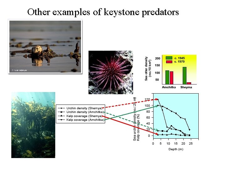 Other examples of keystone predators 