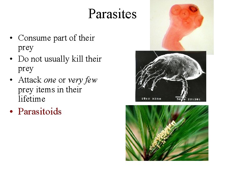 Parasites • Consume part of their prey • Do not usually kill their prey