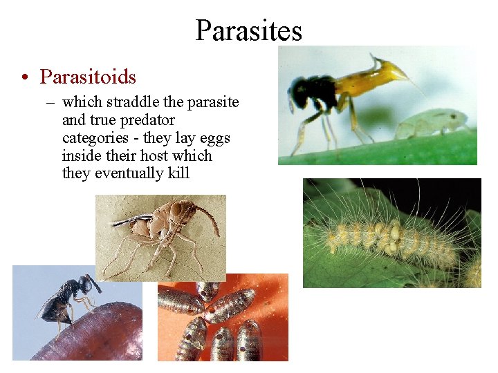 Parasites • Parasitoids – which straddle the parasite and true predator categories - they