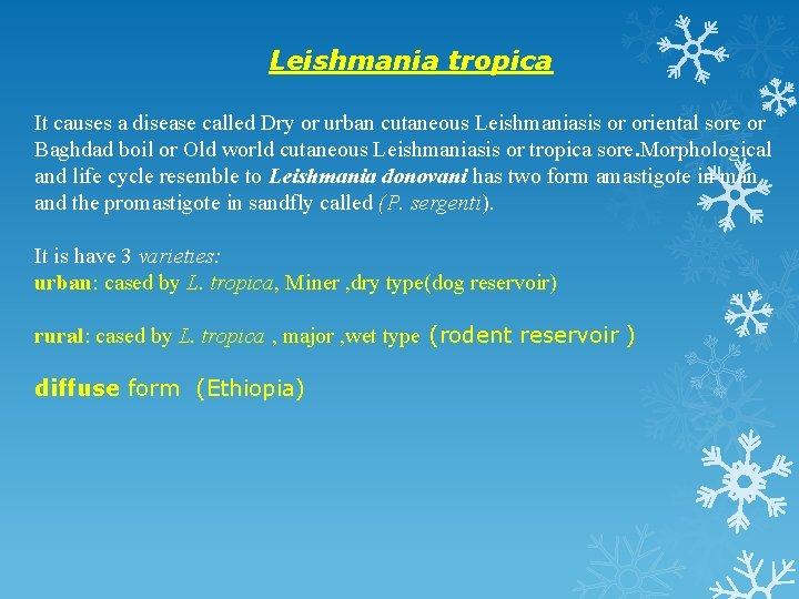 Leishmania tropica It causes a disease called Dry or urban cutaneous Leishmaniasis or oriental