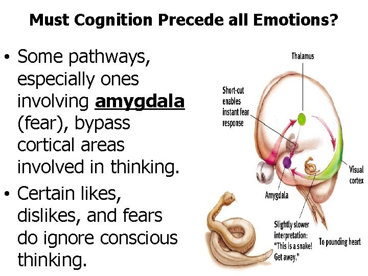 Must Cognition Precede all Emotions? • Some pathways, especially ones involving amygdala (fear), bypass