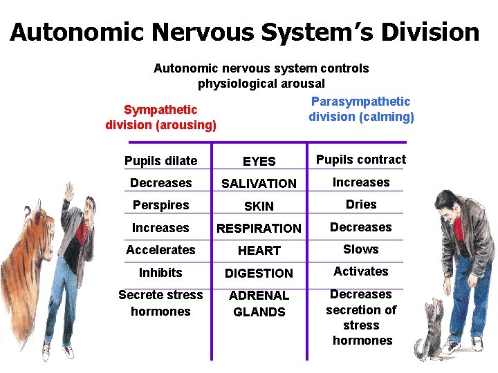 Autonomic Nervous System’s Division Autonomic nervous system controls physiological arousal Parasympathetic Sympathetic division (calming)