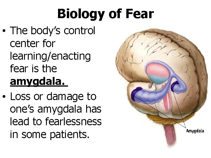 Biology of Fear • The body’s control center for learning/enacting fear is the amygdala.