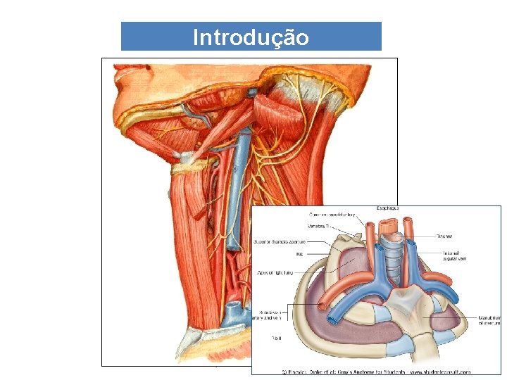 Introdução 