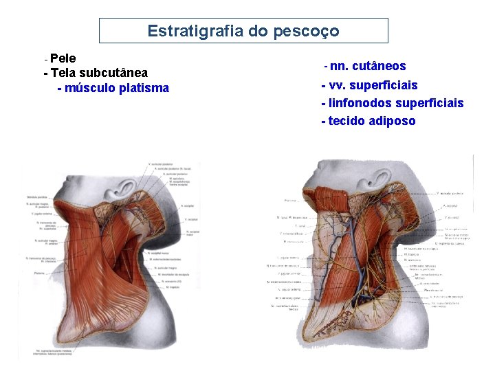 Estratigrafia do pescoço - Pele - Tela subcutânea - músculo platisma - nn. cutâneos