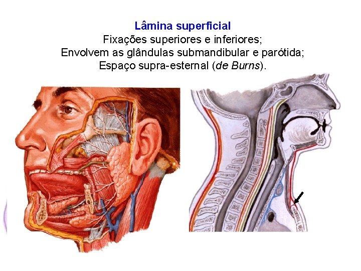 Lâmina superficial Fixações superiores e inferiores; Envolvem as glândulas submandibular e parótida; Espaço supra-esternal