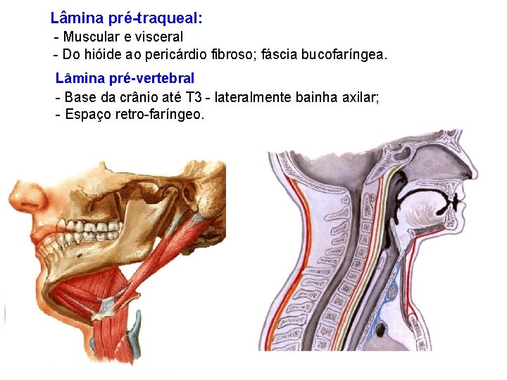 Lâmina pré-traqueal: - Muscular e visceral - Do hióide ao pericárdio fibroso; fáscia bucofaríngea.