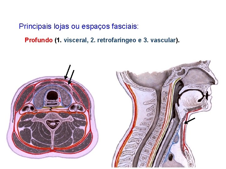 Principais lojas ou espaços fasciais: Profundo (1. visceral, 2. retrofaríngeo e 3. vascular). 1