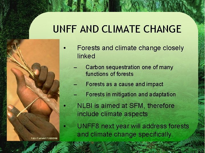 UNFF AND CLIMATE CHANGE • FAO/ Faidutti/CFU 000368 Forests and climate change closely linked