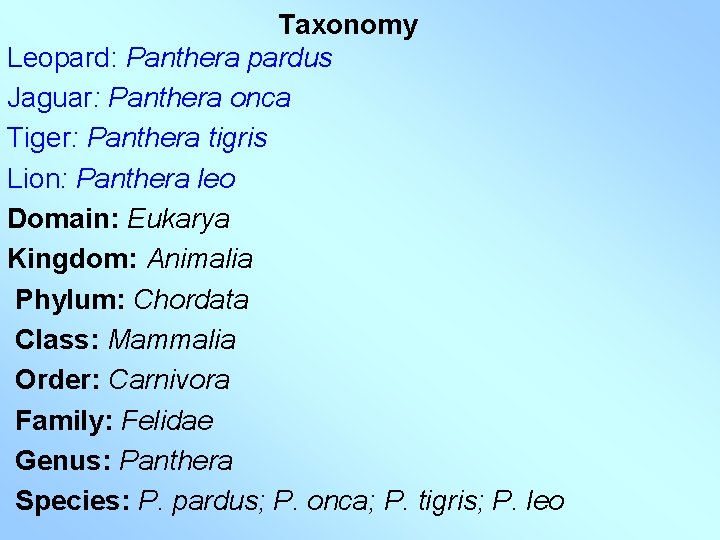 Taxonomy Leopard: Panthera pardus Jaguar: Panthera onca Tiger: Panthera tigris Lion: Panthera leo Domain: