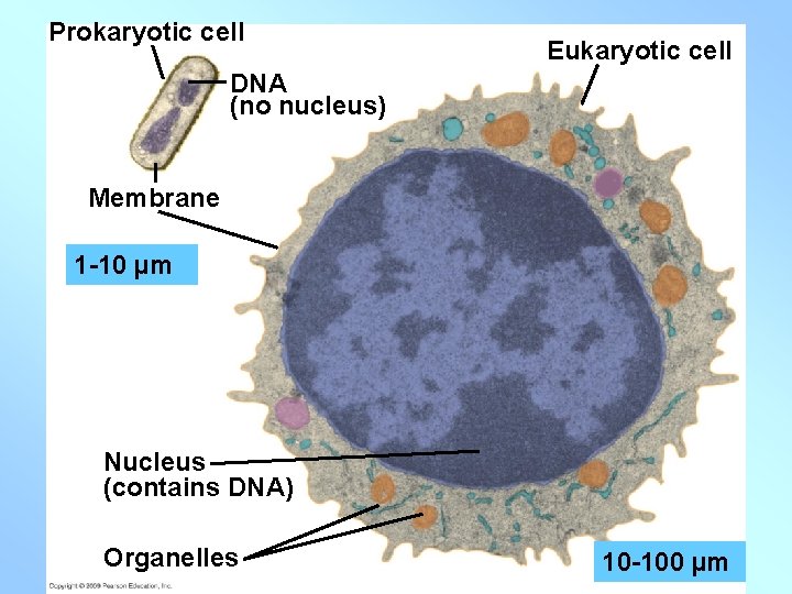 Prokaryotic cell Eukaryotic cell DNA (no nucleus) Membrane 1 -10 µm Nucleus (contains DNA)