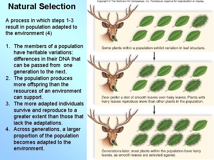 Natural Selection A process in which steps 1 -3 result in population adapted to