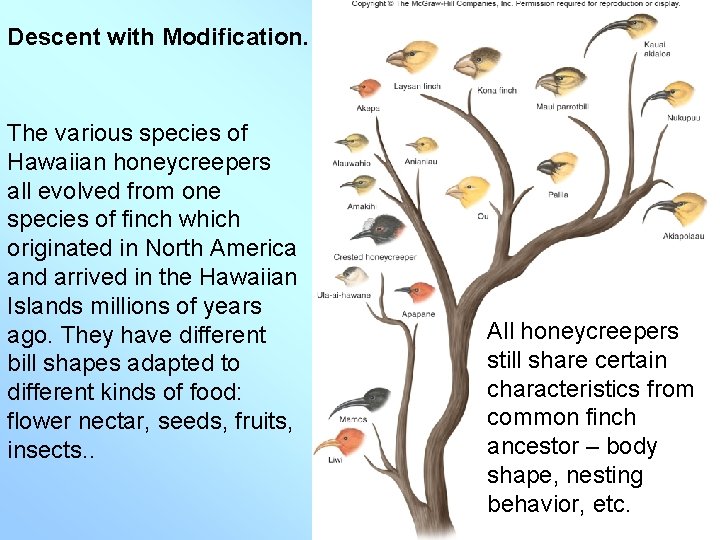 Descent with Modification. The various species of Hawaiian honeycreepers all evolved from one species