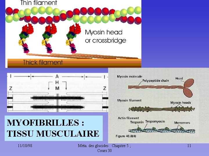 MYOFIBRILLES : TISSU MUSCULAIRE 11/10/98 Méta. des glucides : Chapitre 5 ; Cours 30