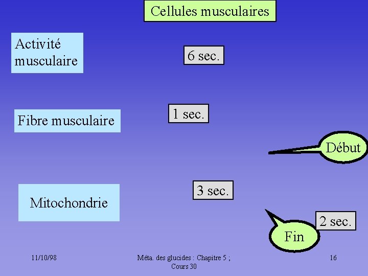 Cellules musculaires Activité musculaire Fibre musculaire 6 sec. 1 sec. Début Mitochondrie 3 sec.