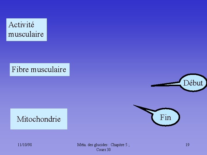 Activité musculaire Fibre musculaire Début Fin Mitochondrie 11/10/98 Méta. des glucides : Chapitre 5