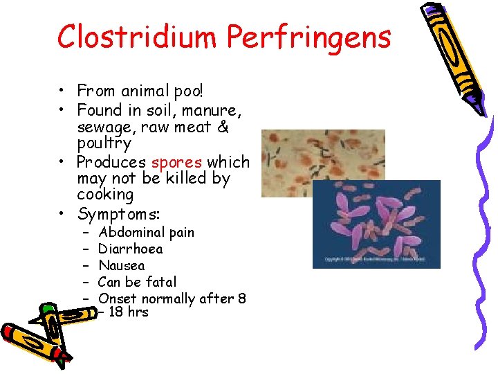 Clostridium Perfringens • From animal poo! • Found in soil, manure, sewage, raw meat