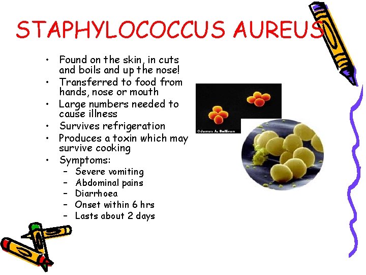 STAPHYLOCOCCUS AUREUS • Found on the skin, in cuts and boils and up the