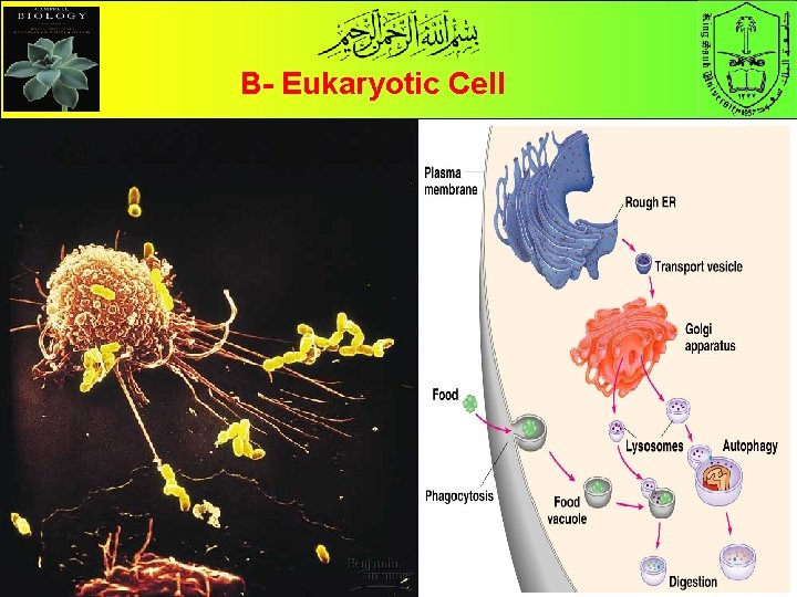 B- Eukaryotic Cell 