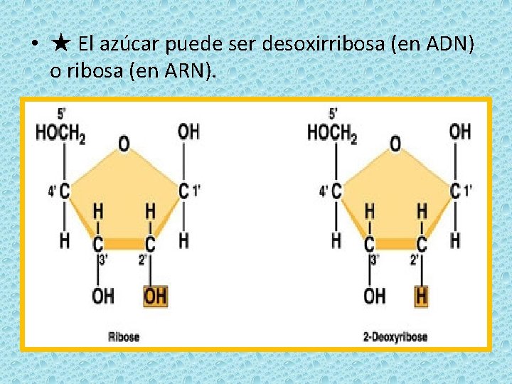  • ★ El azúcar puede ser desoxirribosa (en ADN) o ribosa (en ARN).