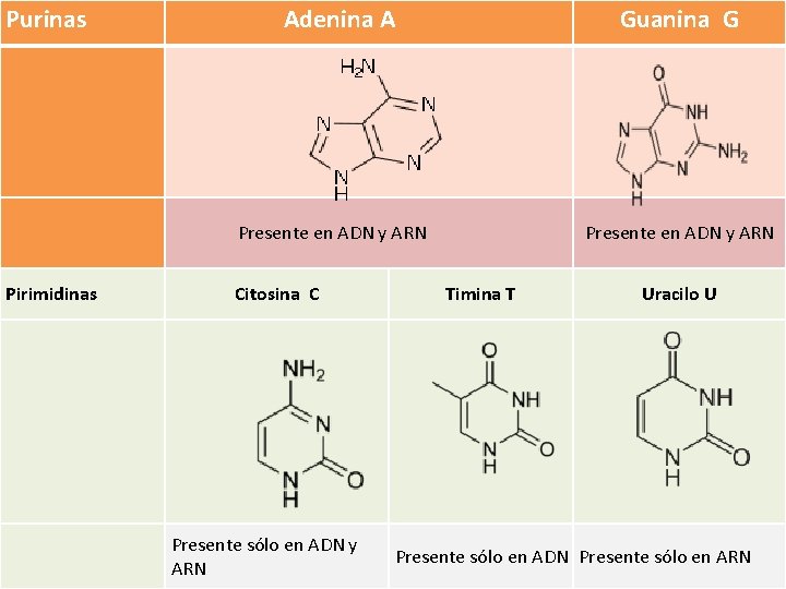 Purinas Adenina A Guanina G Presente en ADN y ARN Pirimidinas Citosina C Presente