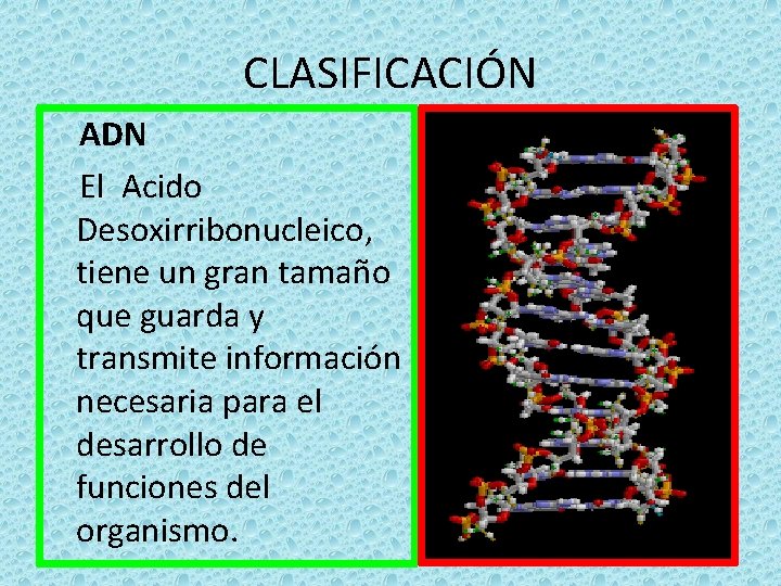CLASIFICACIÓN ADN El Acido Desoxirribonucleico, tiene un gran tamaño que guarda y transmite información