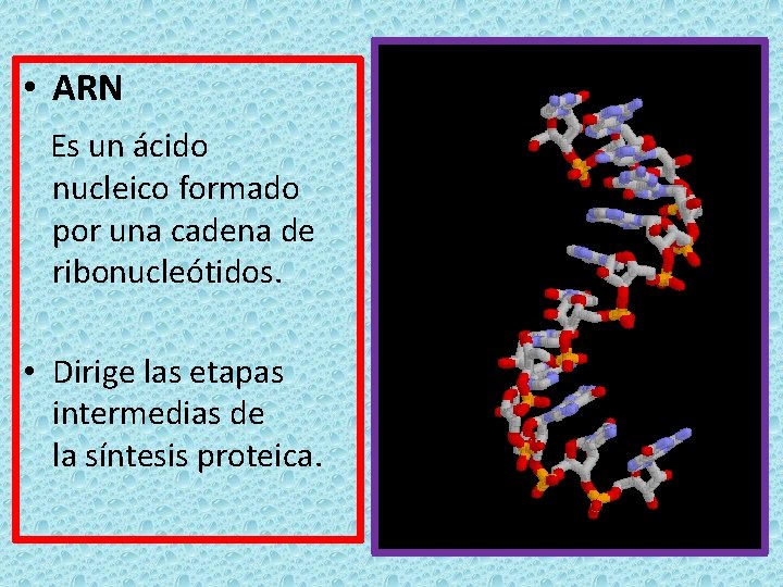  • ARN Es un ácido nucleico formado por una cadena de ribonucleótidos. •