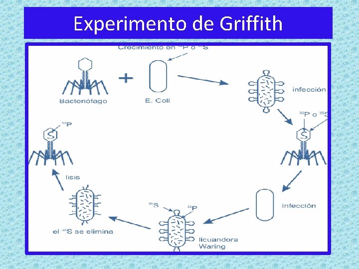 Experimento de Griffith 